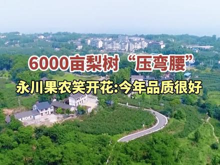 6000亩梨树“压弯腰”,永川果农笑开花:今年品质很好#永川 #重庆 #黄瓜山梨