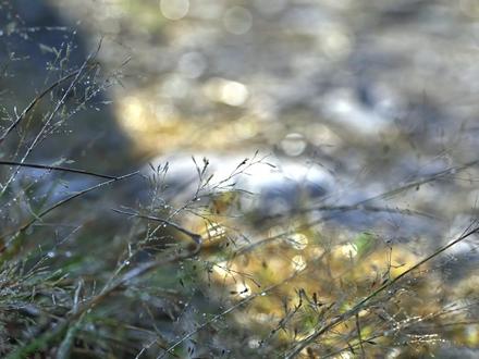 从地里的红薯,到碗里的粉条,我自己做出来了! 挖、洗、打粉、晒干、漏粉…历时二十天,纯手工的红薯粉终于做成了。晚上腊肉一炖,这口劲道,这口香,对得起每一步的辛苦!#手工红薯粉 #传统工艺 #农家美食 #新农人计划2026 #星乡村星农人