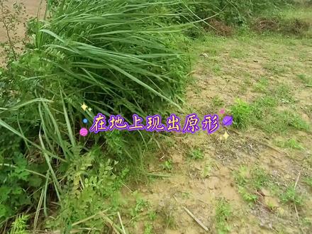 新野八景~弹湖芳草#新野老家 #走遍新野