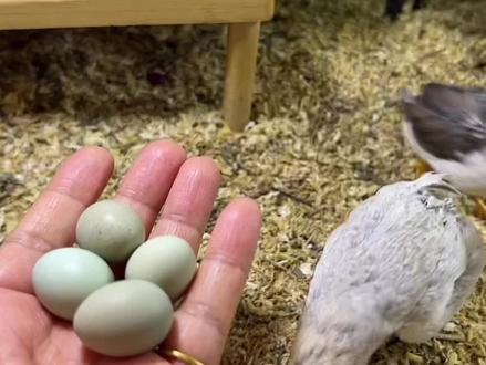 今天捡了四颗蛋🥚,然后就开始洗澡玩呢! #芦丁鸡