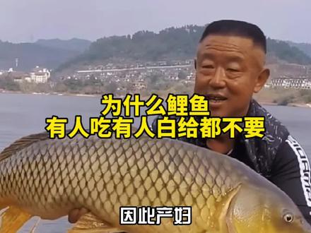 为什么有人吃鲤鱼,而有的人白给都不要#2023dou来钓鱼 #爱生活爱钓鱼 #原来钓鱼才是抖音运动顶流 #分享钓鱼知识