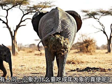 刚断奶的小象为什么要吃成年大象的便便呢?#大象 #非洲象 #动物科普
