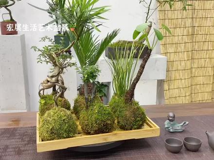 苔藓植物怎么养护呢?看完这个视频让你轻轻松松了解苔玉养护方式🪴🪴🪴#苔玉 #苔藓植物 #苔藓球