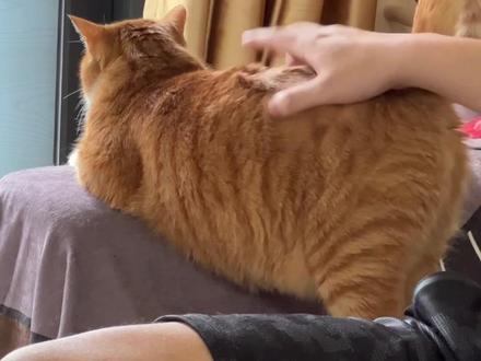 当拍屁上瘾症咪小猫没得拍屁#家有大橘 #橘猫