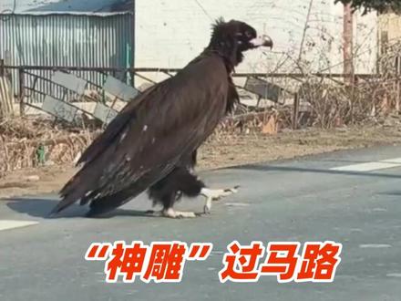 吉林一国道突现“巨鸟”过马路,有近一米高 #秃鹫 #座山雕