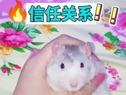 如何与花枝鼠建立信任关系,获得舔狗鼠鼠#花枝鼠 #花枝鼠的日常 #养鼠日常分享