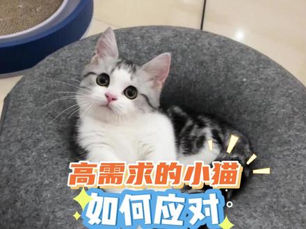 高需求的小猫如何应对? #养猫人 #养猫经验分享 #猫咪的性格 #科学养猫攻略 #铲屎官的乐趣