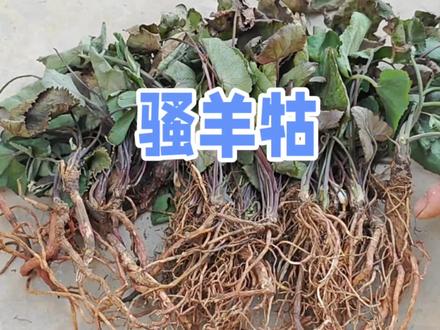 珍稀药材“骚羊牯”:男人健康的秘密武器,市场价200多一斤! #中草药 #药用植物