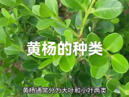 盆景素材黄杨的种类,#精品盆景 #造型树 #黄杨造型树 #精品苗木