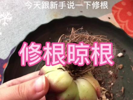 你有没有给你的网购多肉修根晾根呢?#多肉养护 #多肉