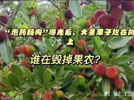 “泡药杨梅”曝光后,大量果子烂在树上:谁在毁掉果农?