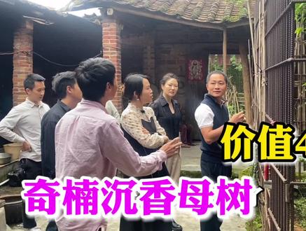 阿拉丁来到香农家收香,一棵野生奇楠沉香母树价值竟然高达40W