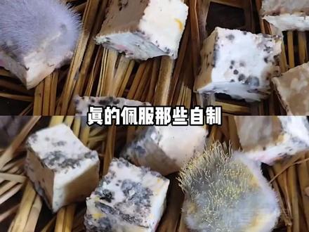一定要仔细辨别霉豆腐还能不能吃!#霉豆腐 #中毒
