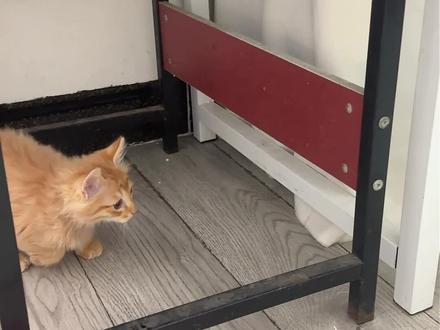 贱嗖嗖的黄毛#猫:你看我几分像右边 #被你萌化了