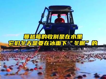 你知道吗?蔓越莓的收割是在水里,冬天要在冰面下“冬眠”。#蔓越莓需要冬眠#龙腾冰雪逐梦亚冬