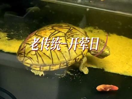 母龟的营养摄入,关系到产蛋量和产蛋的质量。所以龟粮上面不要吝啬,该省的地方要省,该花的地方要花#养龟日常 #蛋龟