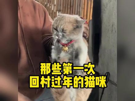 那些第一次回村过年的猫咪,来看看哪只最搞笑#宠物 #萌宠 #猫咪的迷惑行为