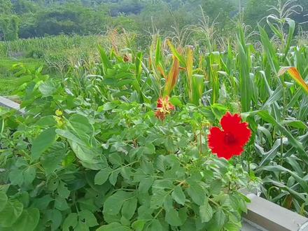 宜昌周边避暑好去处,长阳青岗坪天凉景美,避暑可以游玩还差点 #乡村田野 #农家田园 #避暑胜地