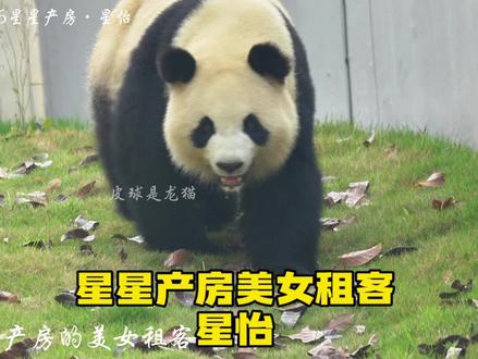 4.26探索密林星星产房对面星光馆...大熊猫星怡(中心租借场地,未开放) #国宝大熊猫 #大熊猫 #大熊猫星怡星秋 #熊猫基地