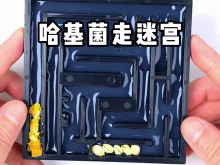 哈基菌真的能找到食物嘛,期待住了#黏菌 #黏菌试验 #黏菌的日常