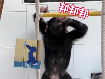 乐乐长大了,有事也知道敲门喊我们了
#谁家小猫还没个绝活了 #创作者扶持计划 #黑猩猩乐乐 #乐乐成长记 #黑猩猩有多聪明 @上海野生动物园 @抖音创作小助手 @抖音小助手