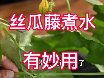 用丝瓜藤煮水,有很妙的用处,老一辈鼻子不舒服的时候就会用这个小方法,用过的都说不错,需要的朋友赶紧试一下吧#好东西一起分享 #生活小妙招每日更新 #每天跟我涨知识 #经验分享 #小妙招解决大问题