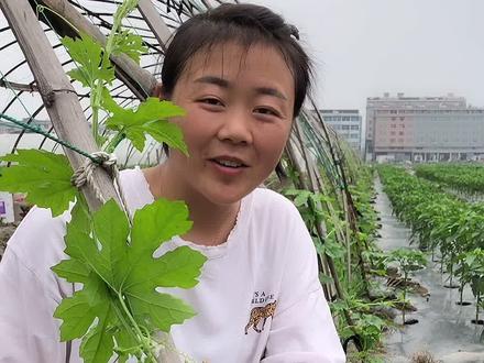 苦瓜打掉一米以下的侧枝,往上生长,这样的操作你们学会了吗?#苦瓜 #田园生活 #农业种植