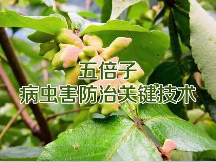 五倍子病虫害防治技术,科普防治对象与防治措施。湖北林科院森保所查玉平副研究员为您普及。#科普一下 #科普 #涨知识 #生态 #国家林草科技大讲堂 #知识先锋计划 #种植 #五倍子