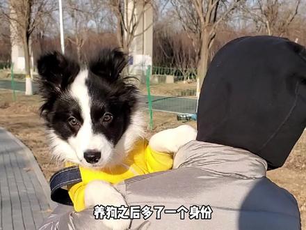 养狗当"妈妈" 人间值得 #边牧日常 #边境牧羊犬 #当了妈妈以后才知道的事情 #母亲节快乐