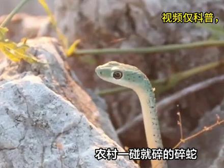 农村一碰就碎的“碎蛇”,尾巴吃了有大补?这是蛇和蜥蜴的杂交? #碎蛇