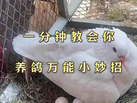 一分钟教会你养鸽万能小妙招#养鸽#养鸽人#养鸽技术#养鸽知识