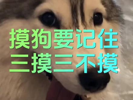 #萌宠#新手养狗#养狗小妙招#家宠三两事 #养狗经验分享