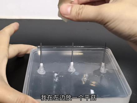 我给黏菌喂了三种真菌,看它爱吃哪个 黏菌在橱窗
#自然奇境科普季