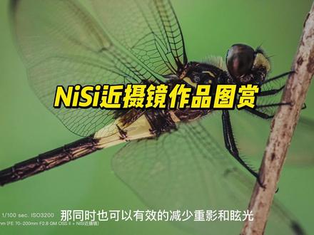 #NiSi近摄镜作品图赏
Hans_汉:今天我带着70-200GM二代搭配NiSi的近摄镜来公园拍一些微距摄影,这也是我第一次的微距摄影体验。那如果你也拥有长焦没有体验过微距那加装这个之后就可以变成一个可变焦的自动对焦的一个微距镜头。