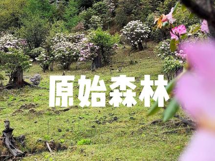 原始森林沉浸式捡菌 #捡菌子 #沉浸式 #助眠 #解压 #赶海