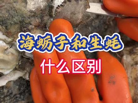 生蚝和海蛎子有什么区别,区别太大了。#生蚝 #海鲜原产地 #优质农产品