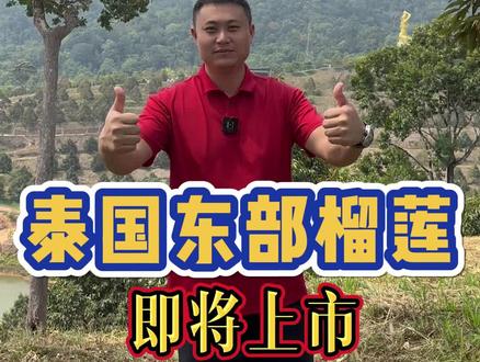 泰国榴莲5月份东部产区和南部产区赶一起了,加上越南榴莲,行情你们怎么看#小宝哥榴莲 #优质农产品 #三农