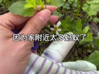 #每天都记录我的农村真实生活日常 #你的家乡有这种植物吗 只有被蚂蚁咬过的人才知道,伤口是又肿又痛又痒还有脓的痛苦😖