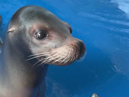 战马海茄子:到底对不对😠#海狮