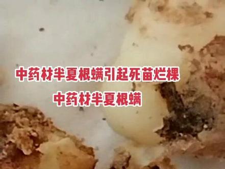中药材,半夏根螨危害#