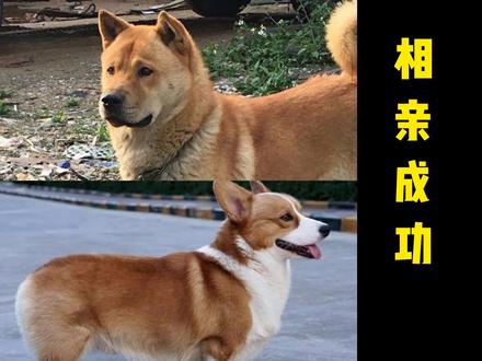 短腿柯基犬相亲农村大黄狗,高矮搭配出的小奶狗像谁
