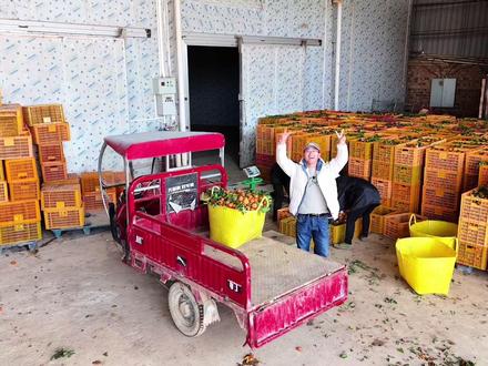 陕北小高兄弟俩在广西收橘子的第三天,美女介绍对象没想到比哥哥大这么多!#新农人计划 #我的乡村生活 #返乡创业青年