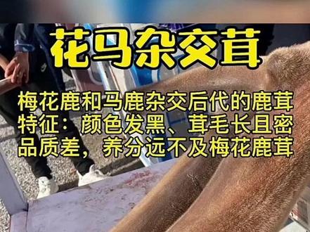 梅花鹿鹿茸 拓广认知