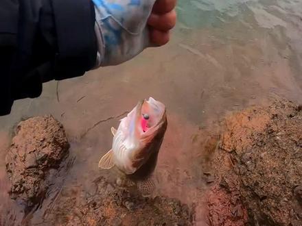 探钓鳜鱼真实过程,满满干货。再过几天鳜鱼模式又变了,翘嘴上来了#路亚野钓 #路亚 #路亚鳜鱼