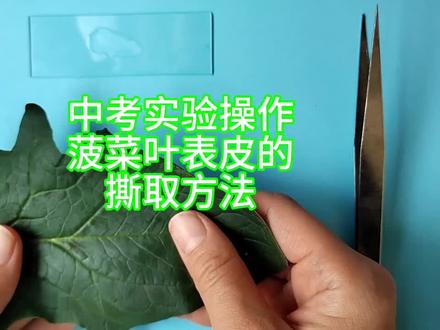 2026年中考生物实验操作菠菜叶表皮的撕取方法#初中生物 #初中中考 #中考倒计时 #菠菜叶表皮撕取 #2026年中考