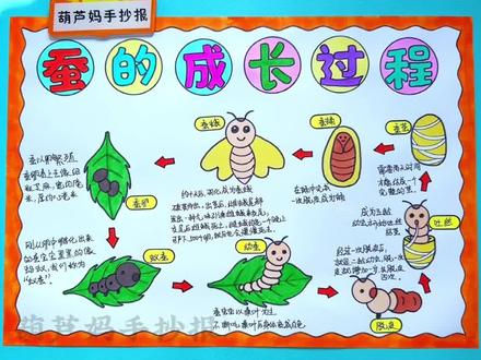 昆虫记录卡蚕的生长过程手抄报绘画,蚕的一生手抄报绘画#蚕的一生 #昆虫记录卡 #蚕的生长过程 #绘画 #手抄报