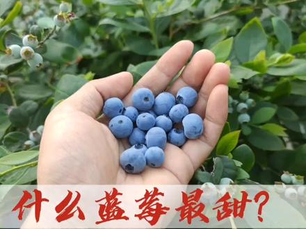 蓝莓哪个品种最甜?5分钟告诉你,很多人还不知道
