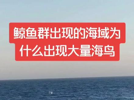 鲸鱼身上的微生物也就是藤壶对鲸鱼的伤害是致命的,这些海鸟的出现可以捕捉那些微生物从而减轻鲸鱼的痛苦🐳