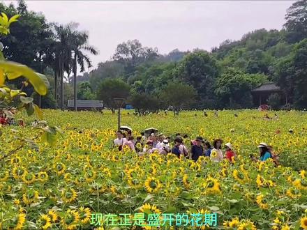 佛山三山森林公园向日葵花海,露营,游玩攻略#佛山露营地 #向日葵花海 #亲子游玩好去处 #佛山游玩推荐 #遛娃好去处