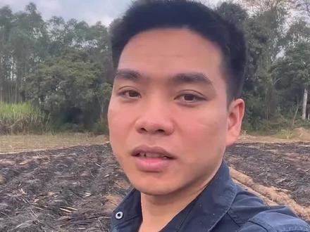 今年的甘蔗砍票特别难拿,你们那边也是这么难吗 #甘蔗 #甘蔗种植 #三农 #三农种植 #农业